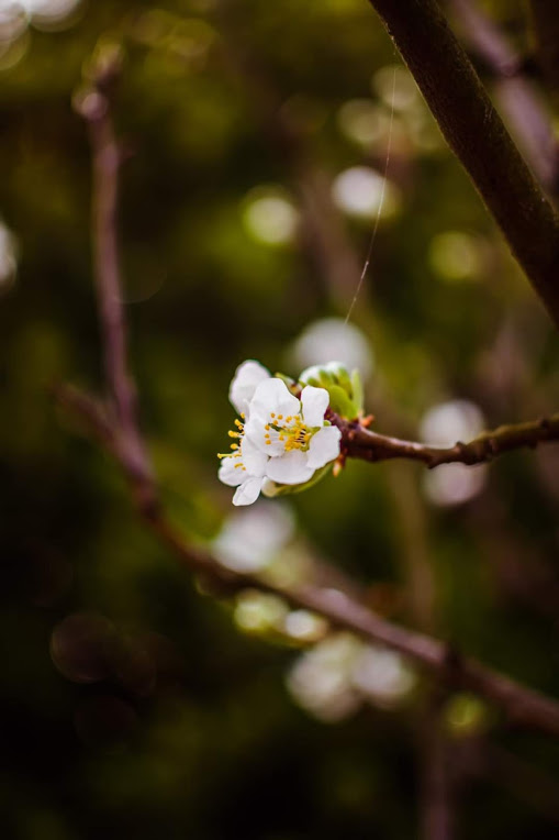 Giornata mondiale della Poesia e primo giorno di Primavera al tempo del Coronavirus             21 marzo 2020