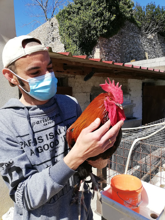 CODROIPO (Ud)                   Le galline felici di Pietro, il “rapace” di Beano   